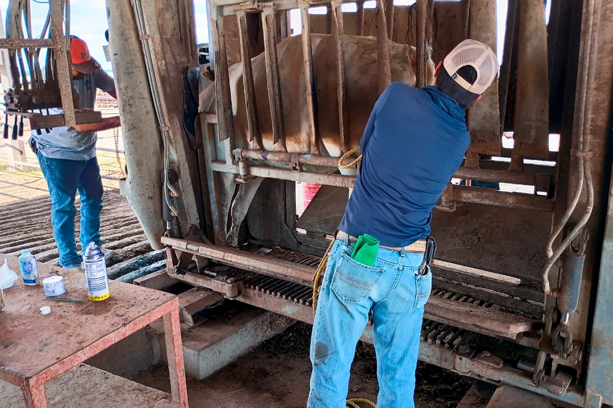 Agricultura_mex's tweet photo. Comunicado conjunto Agricultura - @SENASICA: 

Protocolo reforzado contra el gusano barrenador del ganado demuestra su eficacia en un caso en Nuevo León

Leer completo: https://t.co/fnnpsBWqrW

- Se interceptó un caso en Montemorelos, Nuevo León proveniente del sur-sureste; las larvas se encontraban muertas o moribundas como consecuencia de la aplicación de los tratamientos obligatorios
- El caso no está relacionado con el que se detectó el 20 de septiembre de Sabinas Hidalgo, Nuevo León, el cual ya fue declarado totalmente controlado por el Senasica
- El Senasica puso en marcha el protocolo para desactivar el caso de Montemorelos a la brevedad posible

La Secretaría de Agricultura y Desarrollo Rural (AGRICULTURA) informa que, interceptó un caso de gusano barrenador del ganado (GBG) en Montemorelos, Nuevo León, proveniente del sur-sureste del país; sin embargo, las larvas estaban muertas o intoxicadas por el antiparasitario ivermectina y el baño larvicida que se implementan de manera obligatoria en el doble tratamiento establecido como parte del nuevo protocolo contra el GBG.

Tras la confirmación del caso en los laboratorios oficiales del Servicio Nacional de Sanidad, Inocuidad y Calidad Agroalimentaria (Senasica), AGRICULTURA activó el protocolo de atención a incursiones en zonas libres, con el propósito de desactivar el caso a la brevedad posible e informó del hallazgo a sus contrapartes del Servicio de Inspección Sanitaria de Animales y Plantas, del Departamento de Agricultura de Estados Unidos (APHIS-USDA).

Los técnicos del Senasica identificaron el caso en el tercer punto de control, que forma parte de las nuevas medidas establecidas para mantener resguardadas a las zonas libres, por lo que el estado en el que llegaron las larvas las hace inviables para su reproducción, lo cual demuestra la eficacia de los protocolos de inspección en origen y destino que se aplican para mitigar el riesgo de propagación del GBG.

El becerro –de la especie Brahman– afectado venía en un embarque de 85 bovinos y a todos se les aplicó tratamiento antilarvario y fueron revisados, sin que se encontrara otro animal afectado.

Agricultura destaca que este caso NO está relacionado con el detectado el pasado 20 de septiembre en Sabinas Hidalgo, el cual, ayer, 5 de octubre, fue declarado oficialmente inactivo, es decir que está enteramente controlado.

Para desactivarlo se llevaron a cabo labores de rastreo epidemiológico, revisión y curación de heridas en más de 3 mil 500 animales (barrido sanitario), colocación de trampas y dispersión terrestre de moscas estériles.

Esto fue posible por el trabajo coordinado entre el Senasica, el Gobierno del Estado de Nuevo León, el Comité Estatal de Fomento Sanidad y Movilización Pecuaria y el APHIS-USDA.

Por su trabajo comprometido, honesto y profesional, AGRICULTURA hizo un reconocimiento a los médicos veterinarios responsables autorizados (MVRA): Aarón Mendoza Villarreal y Luis Gutiérrez Vela, quienes detectaron y notificaron ambos casos durante la inspección en destino, lo cual demuestra que esta medida es efectiva para detectar la presencia de miasis por Cochliomyia hominivorax.

AGRICULTURA reitera que la ganadería mexicana es segura y destacó que para enfrentar al GBG es indispensable la coordinación entre todos los órdenes de gobierno y la participación de todos los integrantes de la cadena productiva del ganado, por ello, reiteró su exhorto a apegarse a la normatividad, a cumplir cada quien su parte y a mantenerse siempre en alerta, pues solo con la suma de esfuerzos podremos erradicar a esa plaga del país.

El Senasica invita a todas las personas que tienen animales a revisarlos, a aplicar las medidas preventivas, curar heridas y notificar al Senasica cualquier sospecha de GBG, a través del teléfono 800 751 2100, al WhatsApp 55 3996 4462 o al correo gestioncpa.dgsa@senasica.gob.mx.