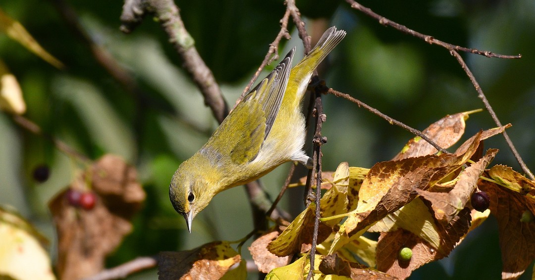 WillCoForests's tweet image. Tennessee warblers are long-distance migrants that pass through Will County during fall. With their sharp, pointed bills, they can pierce tubular flowers to sip nectar without pollinating the plant. (Photo: Robert Hafey) #MigratoryBirds #Warblers #WillCounty