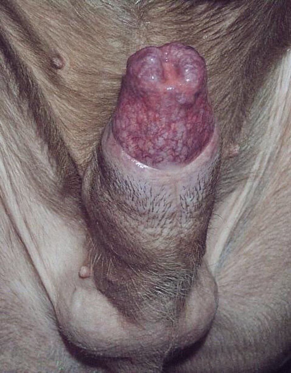 k_donna67's tweet photo. https://t.co/mGhRP7ck2u

#ZOOMGAYAMERICA
#zoophillia #dogknotting
#buyingcontent #zoofilia #Zoo #Zoophilia #Beastiality #Content #Doglover #Analfuck #BigCork #Blonde #Menu https://t.co/aSgsNE1UL4