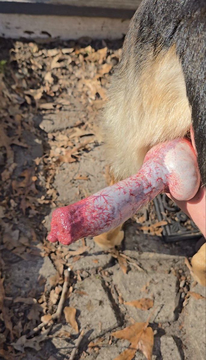 k_donna67's tweet photo. https://t.co/mGhRP7ck2u

#ZOOMGAYAMERICA
#zoophillia #dogknotting
#buyingcontent #zoofilia #Zoo #Zoophilia #Beastiality #Content #Doglover #Analfuck #BigCork #Blonde #Menu https://t.co/aSgsNE1UL4