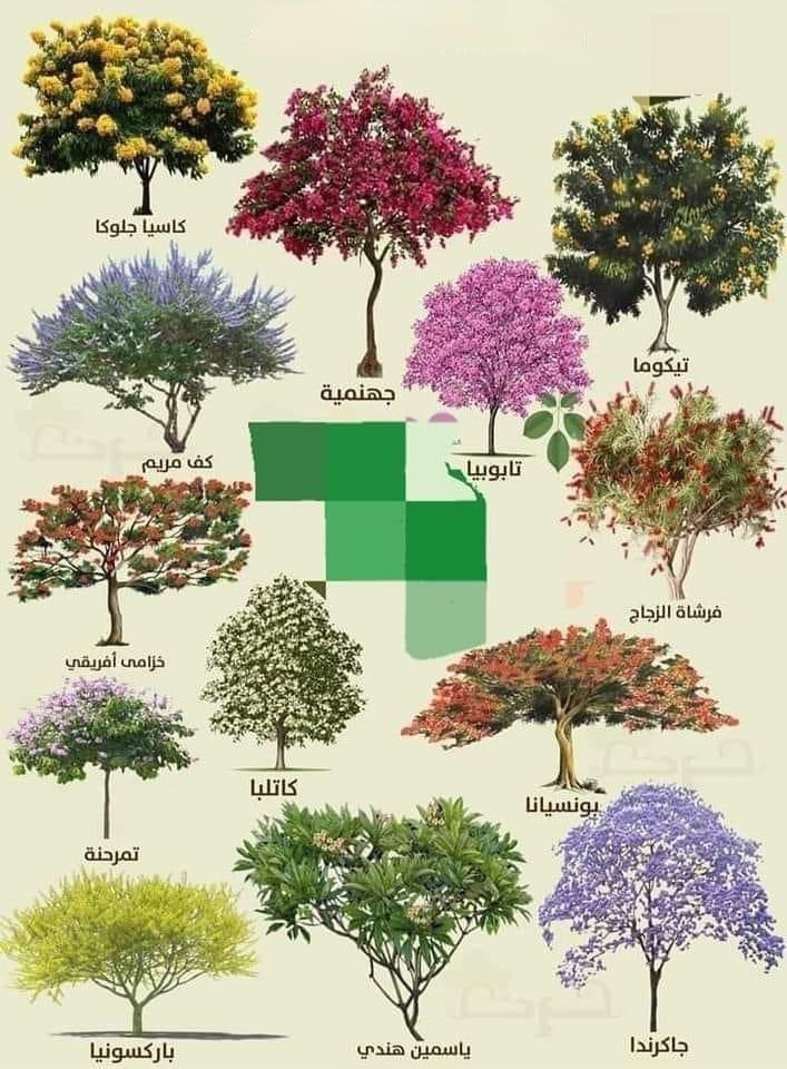 أشجار زينة خارجية 🌲🌳

#نبات #شجر #زينة #زراعة #طبيعة #بيئة