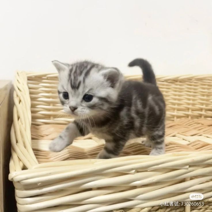 LovelyCat_Store's tweet photo. "Healthy cats are the happiest cats 😻
Follow simple care tips and see the purrfect change!
👉 Link in comment" https://t.co/bmg19543mo