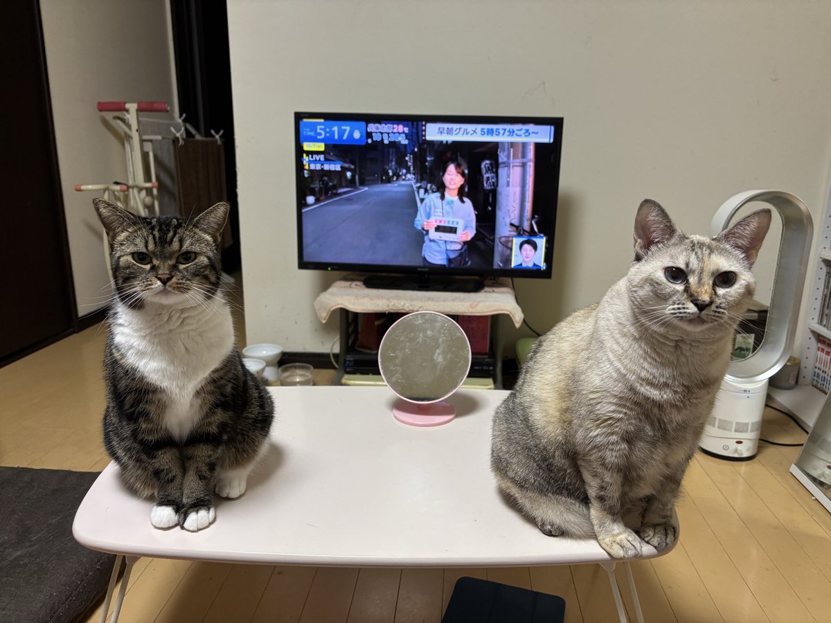 もん (@marukotokinako) / Posts / X