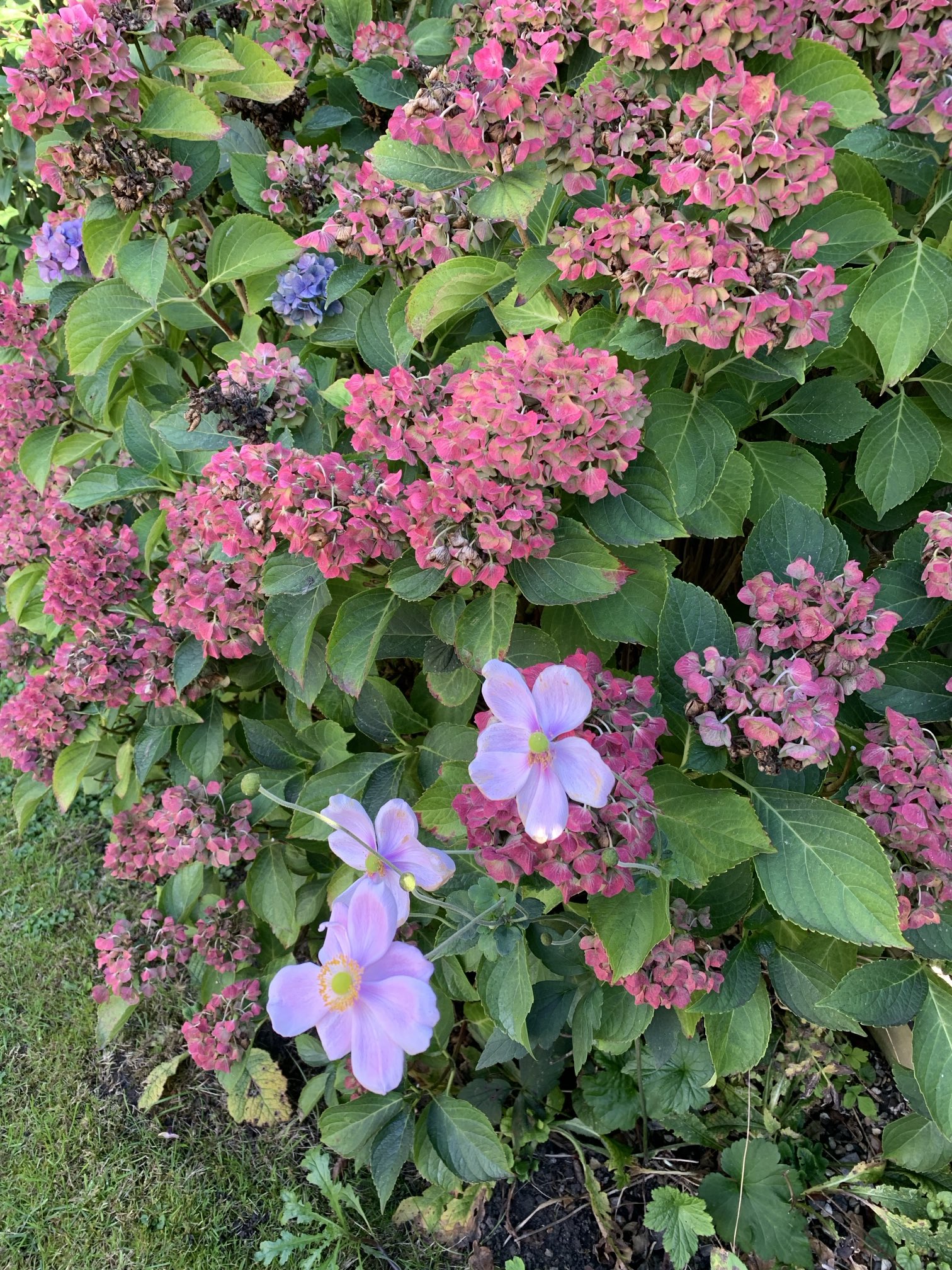 hydrangea - Search / X