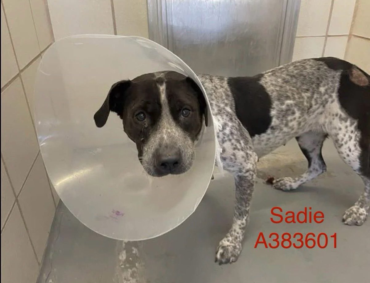 SADIE #A383601 3yo,50lbs 
Darling SADIE,HER LIFE IS IN OUR HANDS!
IF WE DON'T SAVE HER,WHO WILL?
Sweet baby has known little love,only pain &amp; abuse😭
Precious baby needs love &amp; med. care for sore on hip
EASILY TREATABLE 
PLZ #ADOPT #FOSTER OR #PLEDGE FOR RESCUE⛑️ #CORPUSCHRISTI
