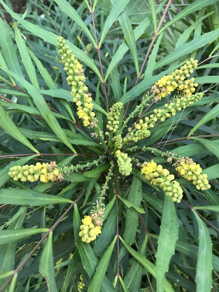 PygmyCreative's tweet image. Mahonia ‘Soft Caress’ is starting to flower. It’s a useful plant - a lot smaller &amp;amp; softer than your average Mahonia #GardensHour
