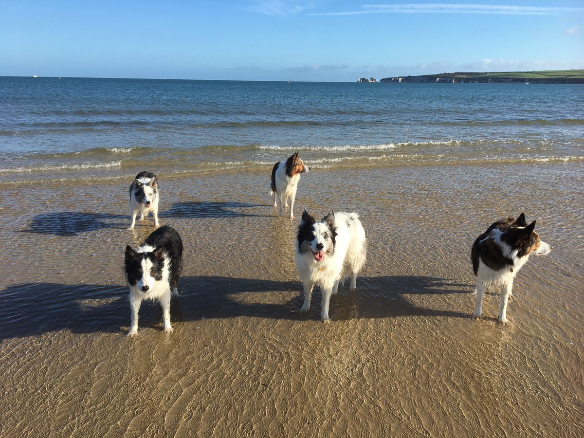 Today we went on an adventure to a castle and a beach and we all got very wet and smol pupper was sick.  We saw <a href="/GoldieClara/">Clara the Goldie</a> ‘s island and waved paws 🐾  but not sure if she saw us.  We saw lots of boats but no pirates.  The hoomins had tea and cake but we didn’t get any 🙄 🍰