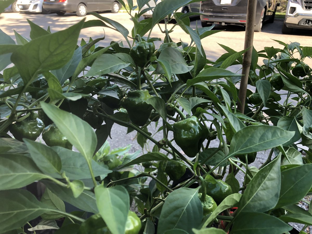 <a href="/Sweatydadsauce/">Dwight Campbell</a> second plant cross pollination??