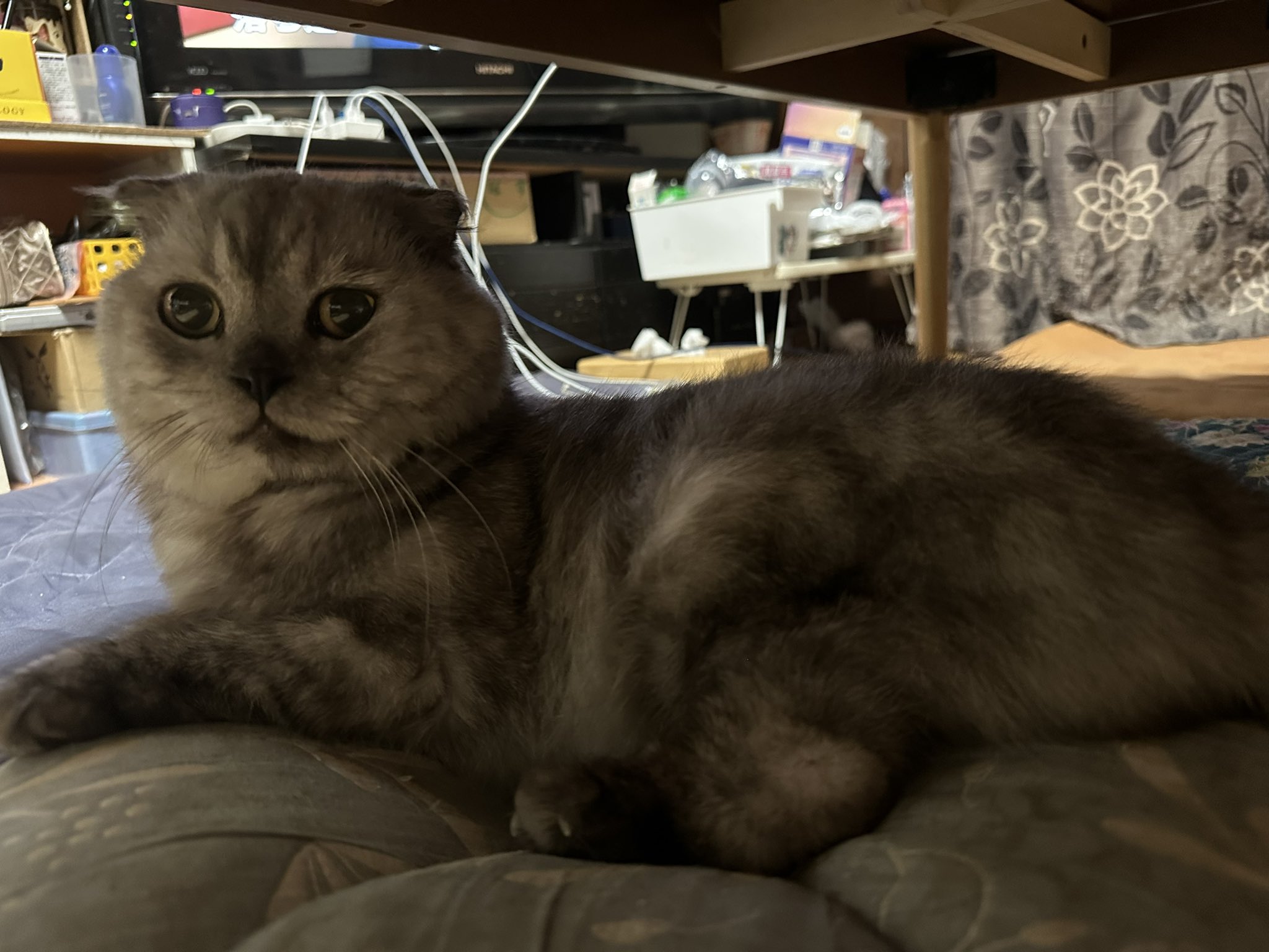 彩愛ページ 彩愛 (@ayame7609) / X