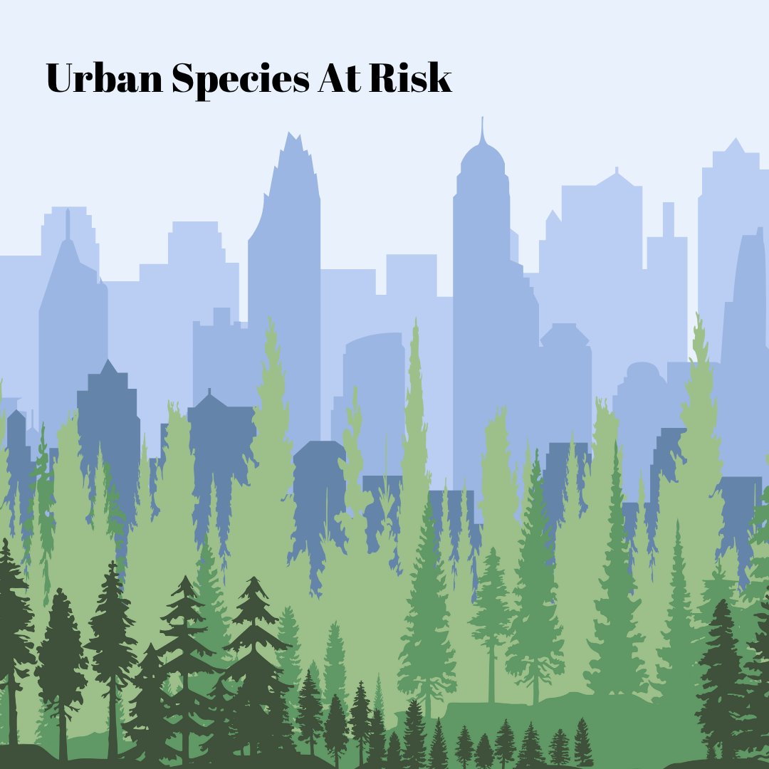 On #WorldHabitatDay, we're reminded that human and wildlife coexistence isn't just possible, it's essential. Our UrbanSAR project braids Western and Indigenous Knowledge with urban conservation planning, creating spaces where we all can thrive: yourcier.org/sara/
