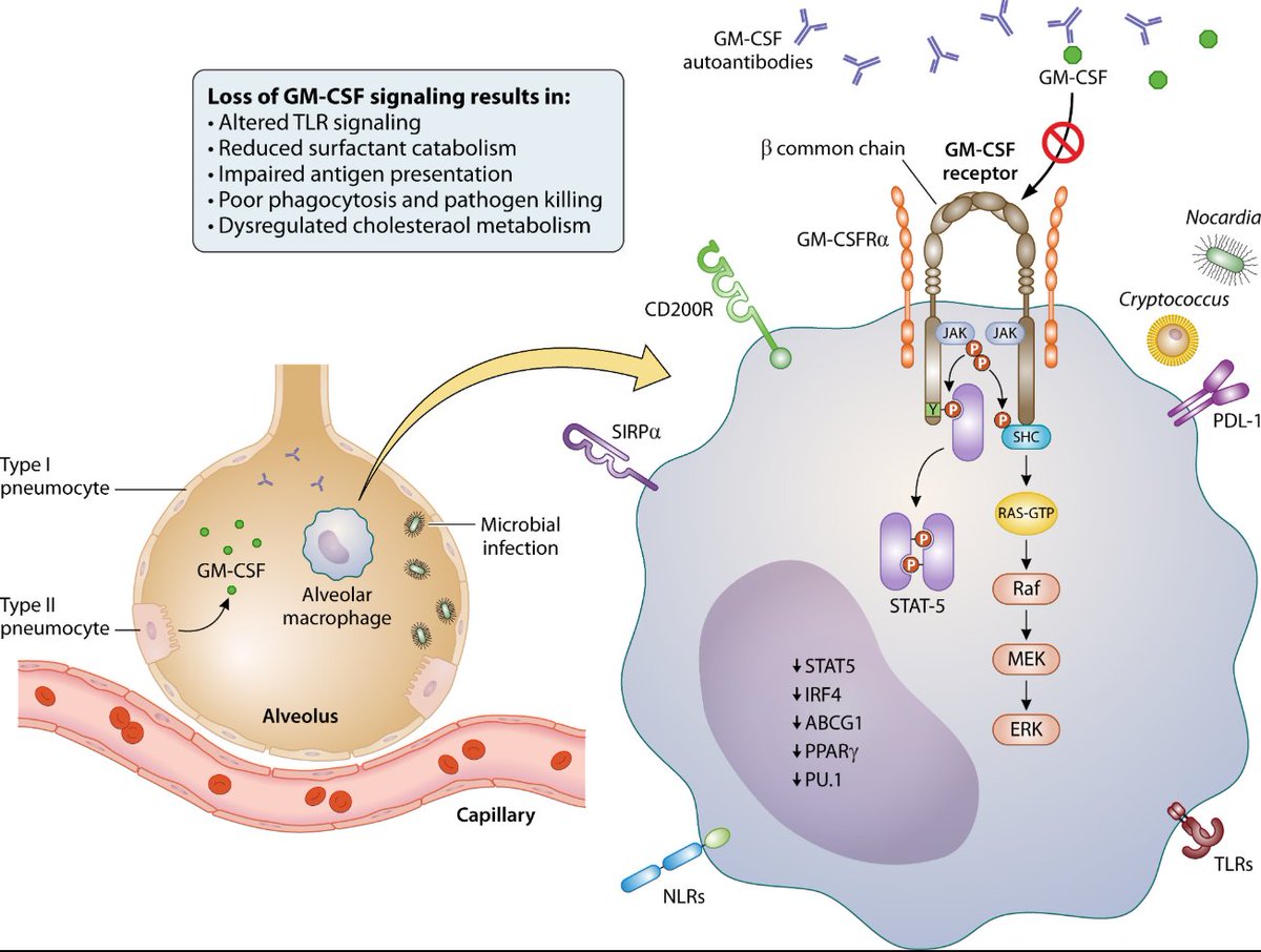 mbiojournal's tweet image. In this new #mGem review, @Sam7Rockstar and Peter R. Williamson explore the immunological mechanisms by which GM-CSF autoantibodies increase susceptibility to infections and discuss their significance as an inborn error of immunity. doi.org/10.1128/mbio.0… #mBio #Cryptococcus