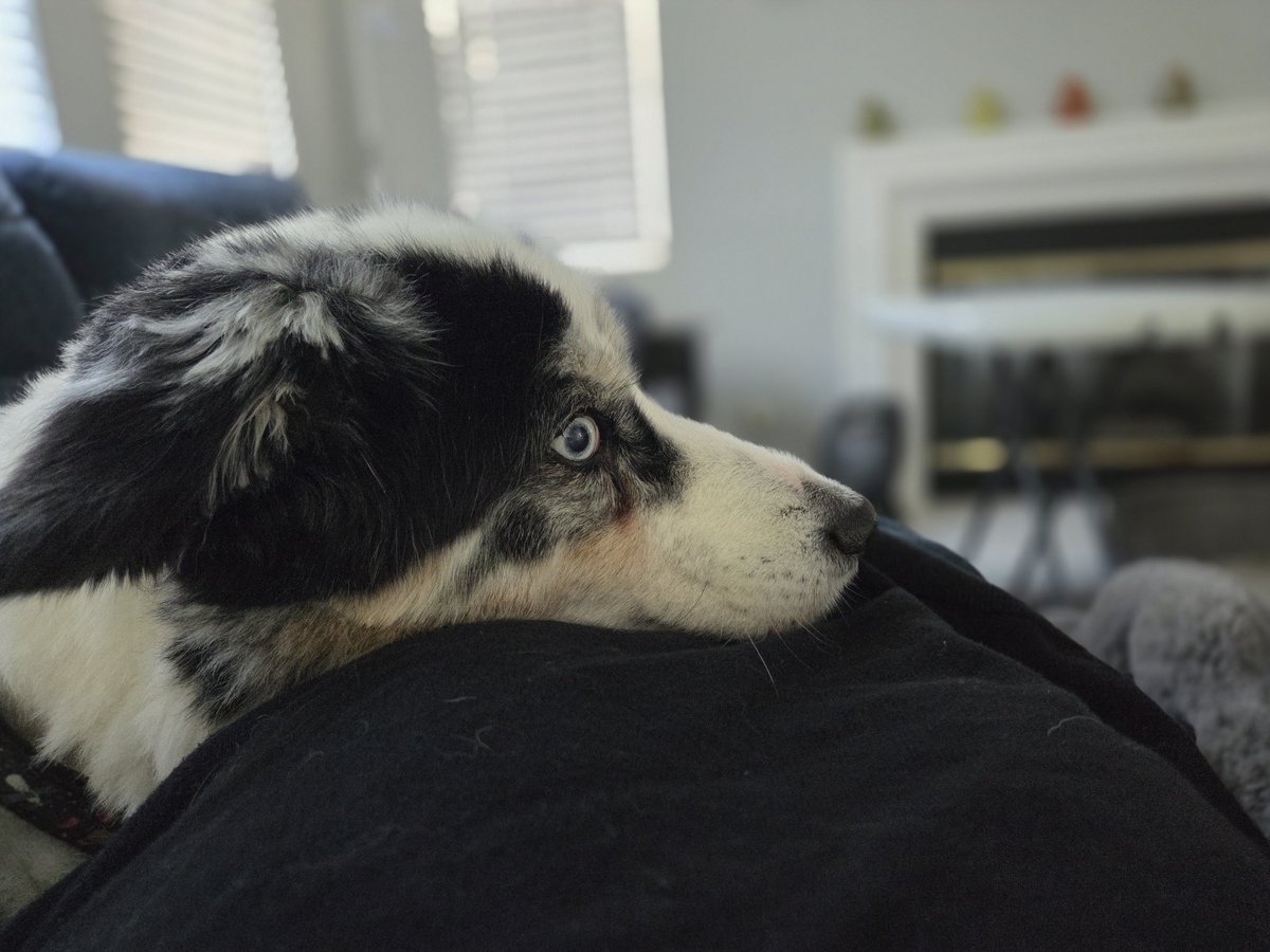 Anybody wanna switch places with this big fluff

Just dont crush me otherwise im a mat