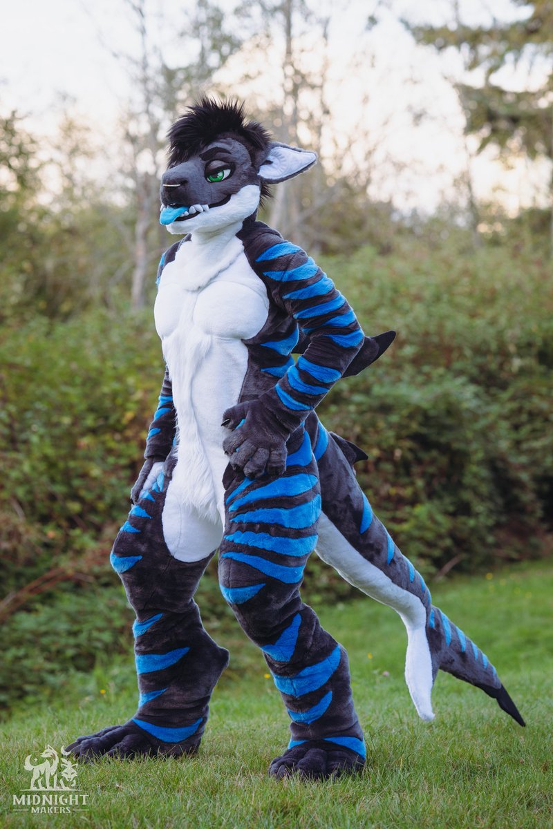 MidnightMkrs's tweet image. Fullsuit commission complete for Ziggy the shark! 🦈💙