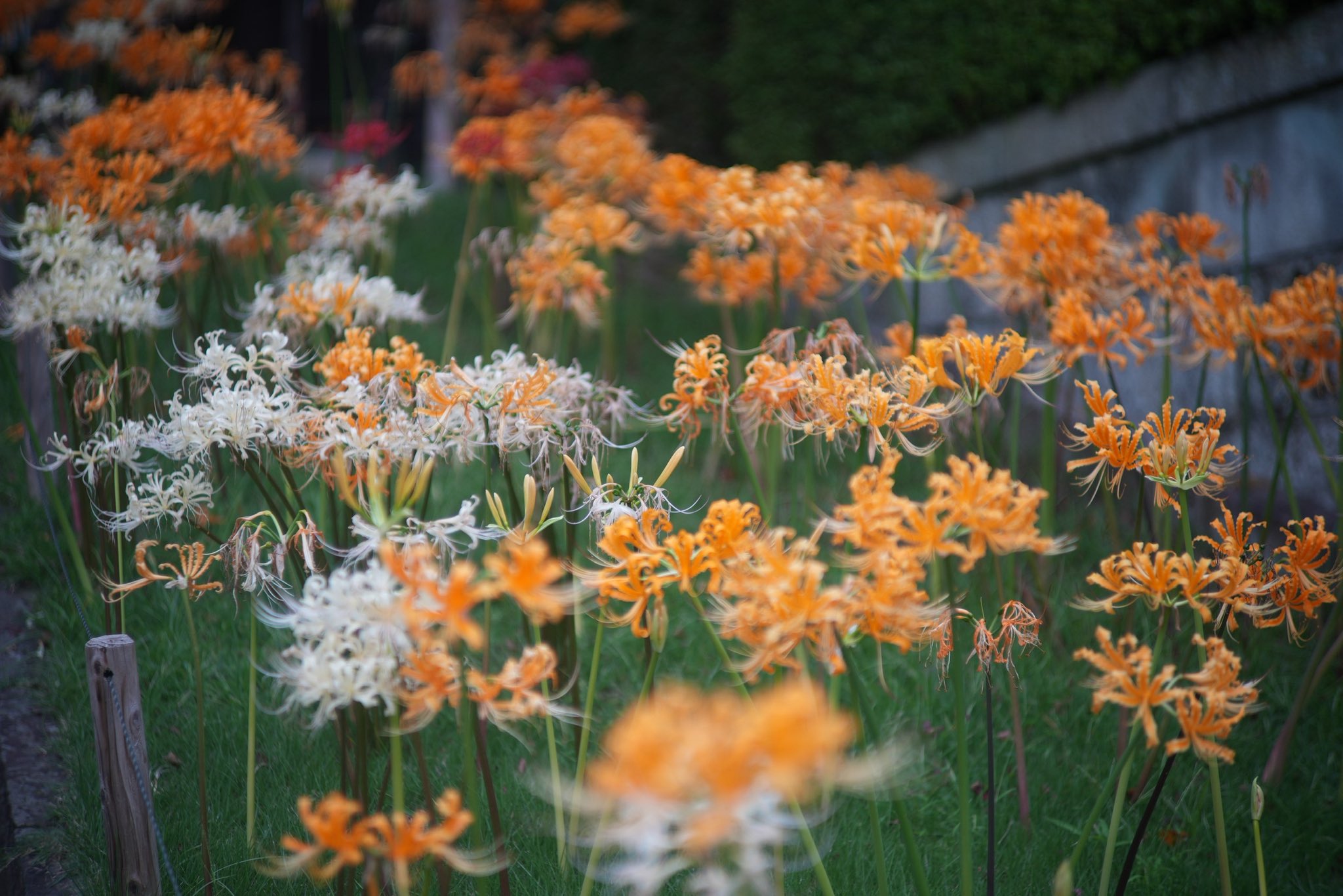 樹と花 樹木シリーズ47-1 バイカウツギ | あきた森づくり活動サポート