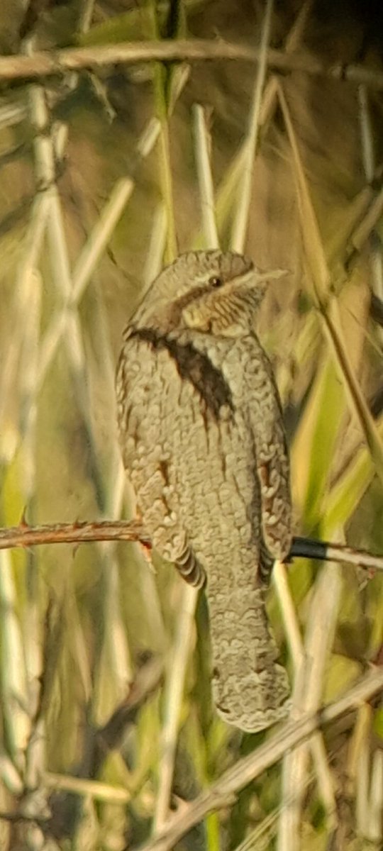 Today equal last year Essex year   total 217 with  a very elusive wryneck at walton on naze gone missing since 10am l refound it at 4.30pm in corner lagoon opposite track to John Weston res thanks to Brian combes who refound it at10am l watched it for15/20mins  <a href="/EssexBirdNews/">EBwS Bird News</a>