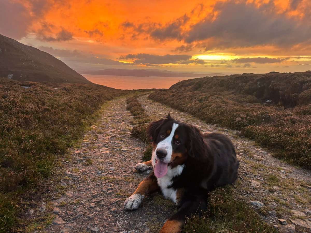 ThisIsIreland3's tweet photo. Butlers Glen Loop walk Mamore tonight 7pm 🌅🌄
📍 Inishowen, Co. Donegal-Éire 🇮🇪
📸 Hill, Trails and Tales (FB)
#Inishowen #Ireland #Donegal #ButlersGlenLoop #Mamore #Sunset https://t.co/TK0ZAUl1pD
