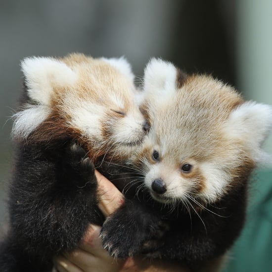 Red Panda Every Hour! tweet media