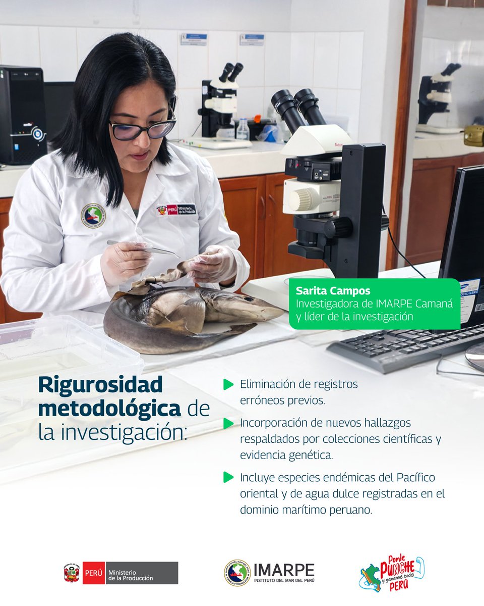 ImarpePeru's tweet photo. 🇵🇪🦈 ¡Perú cuenta con 110 especies confirmadas de #condrictios! Investigación liderada por IMARPE detalla la lista más completa y actualizada de tiburones, rayas y quimeras del país. Conoce todos los detalles en la #NotaDePrensa ➡️ https://t.co/E8AQn8z9Xa https://t.co/fCQ12RP3bw