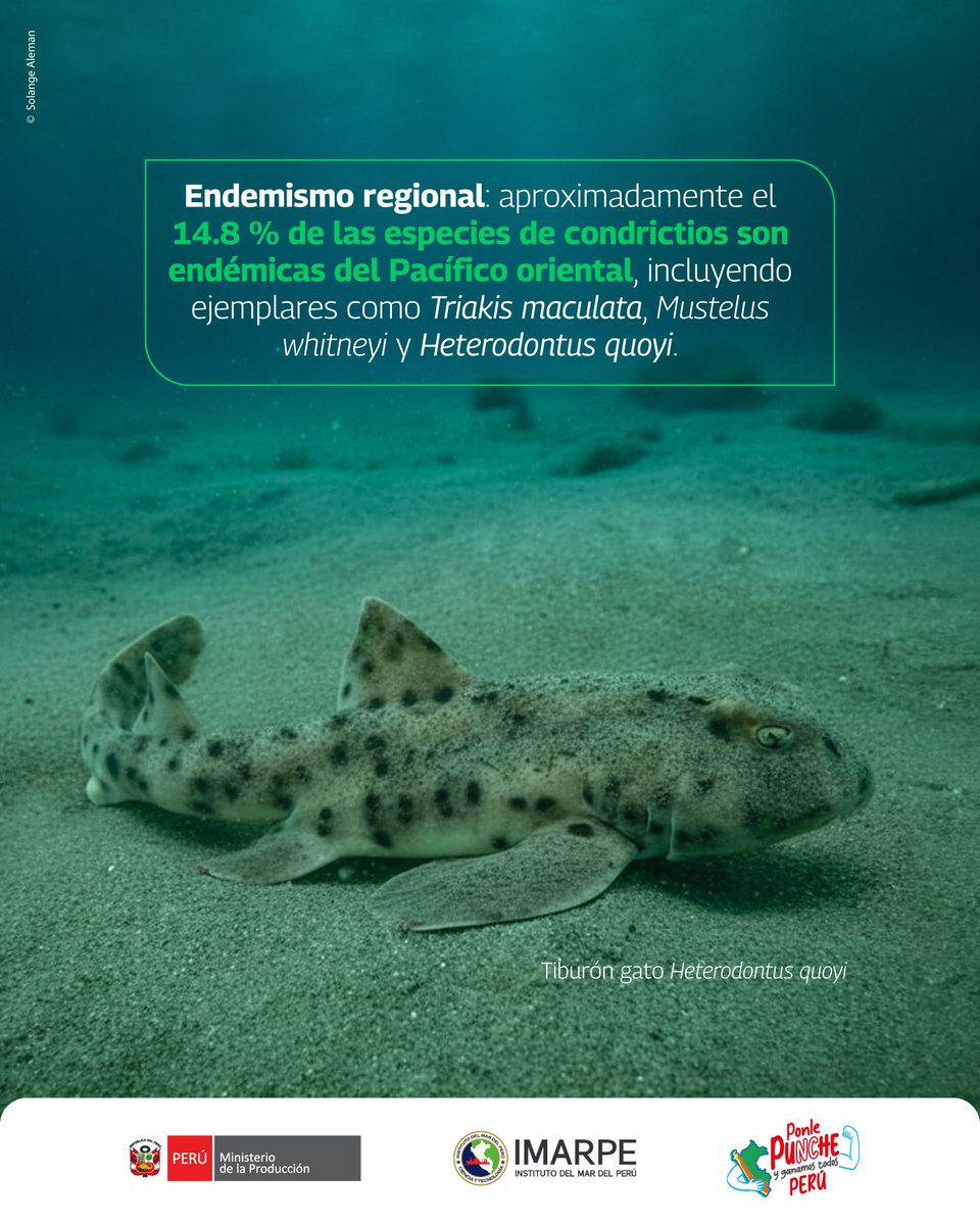 ImarpePeru's tweet photo. 🇵🇪🦈 ¡Perú cuenta con 110 especies confirmadas de #condrictios! Investigación liderada por IMARPE detalla la lista más completa y actualizada de tiburones, rayas y quimeras del país. Conoce todos los detalles en la #NotaDePrensa ➡️ https://t.co/E8AQn8z9Xa https://t.co/fCQ12RP3bw