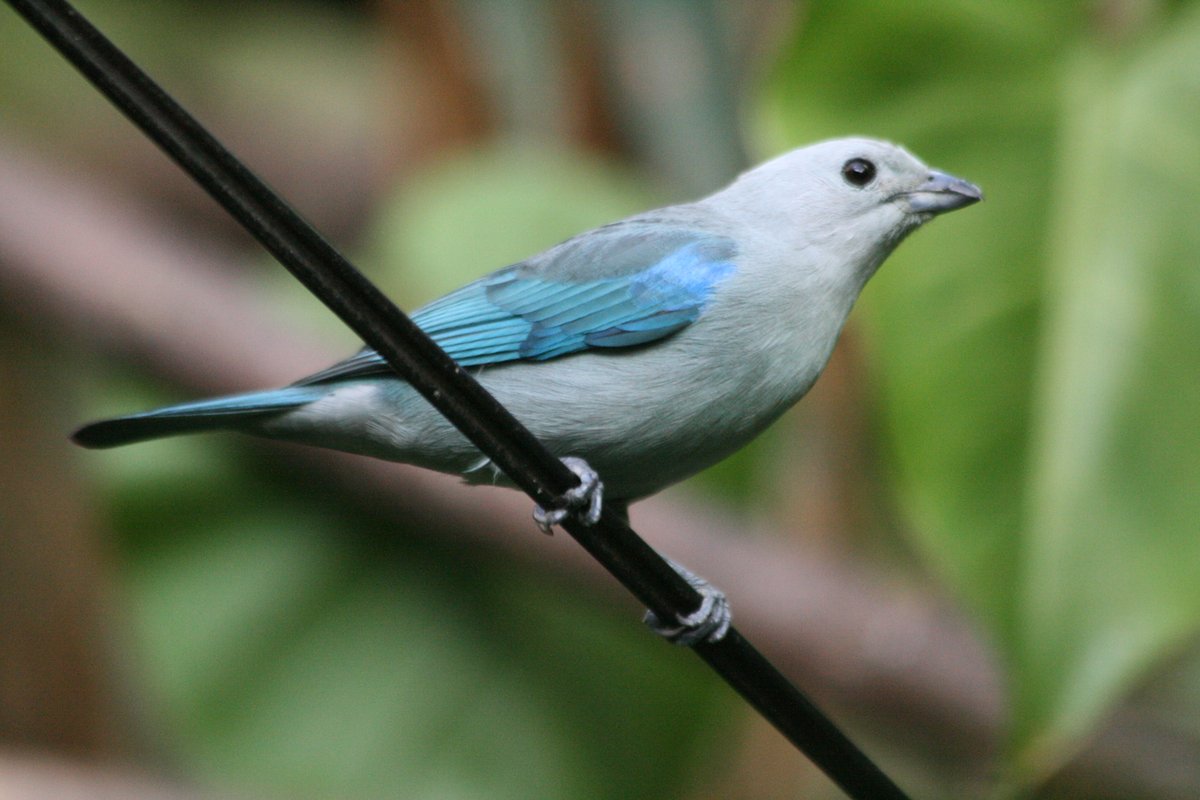 Walks_with_Sam's tweet image. Blue-gray Tanager, B&B CHR, San Jose, Cost Rica, January '10