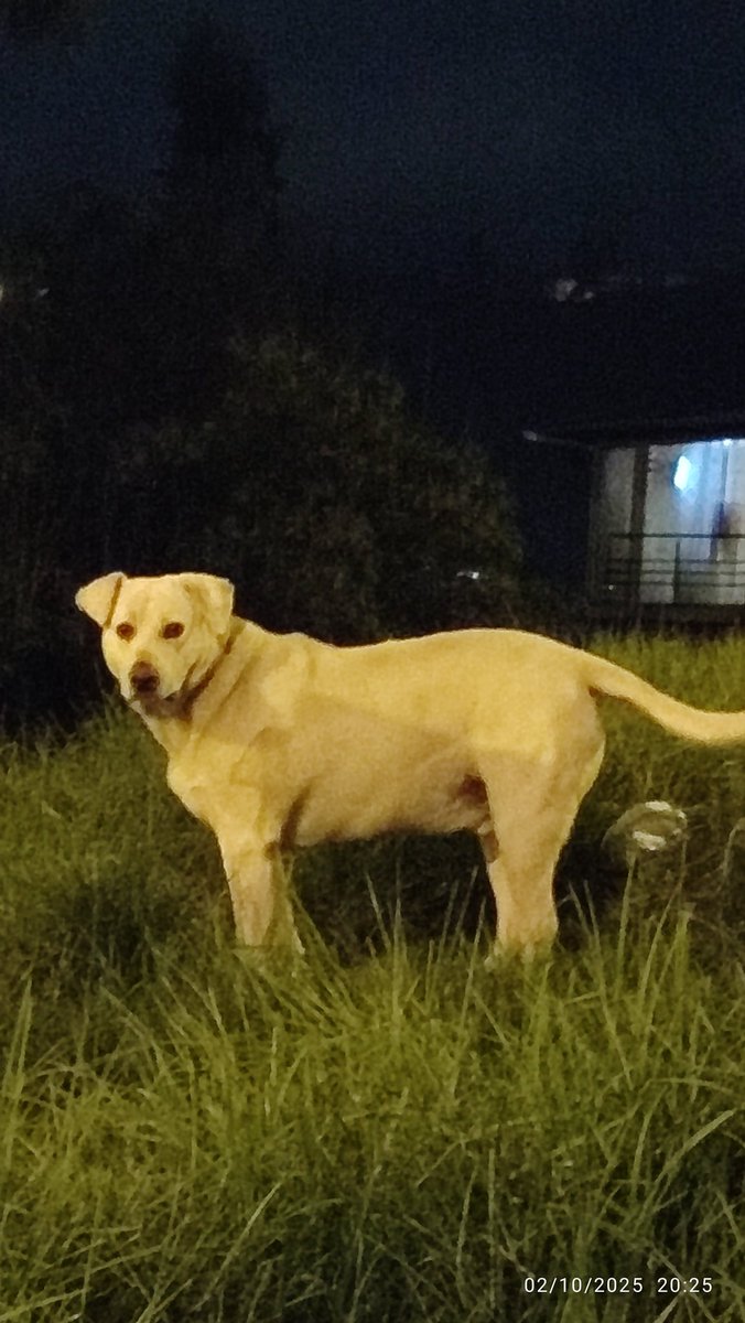 Estimados <a href="/CGACuenca/">CGA de Cuenca</a> su ayuda #Urgente Este perro junto a otro mataron a un perrito en el parque de Narancay Bajo el que queda junto a los condominios Narancay. Según comentan vecinos ya van agradiendo y matando a algunos animalitos
<a href="/tomebamba/">La Voz del Tomebamba</a> <a href="/_REDInformativa/">RED Informativa</a> <a href="/radio_pichincha/">Radio Pichincha</a>