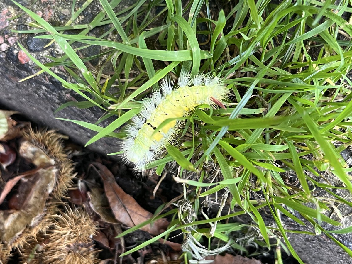 Saw one of these today. I think it’s a tussock moth caterpillar?