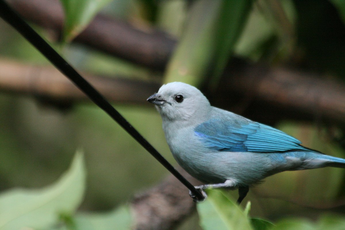 Walks_with_Sam's tweet image. Blue-gray Tanager, B&B CHR, San Jose, Cost Rica, January '10