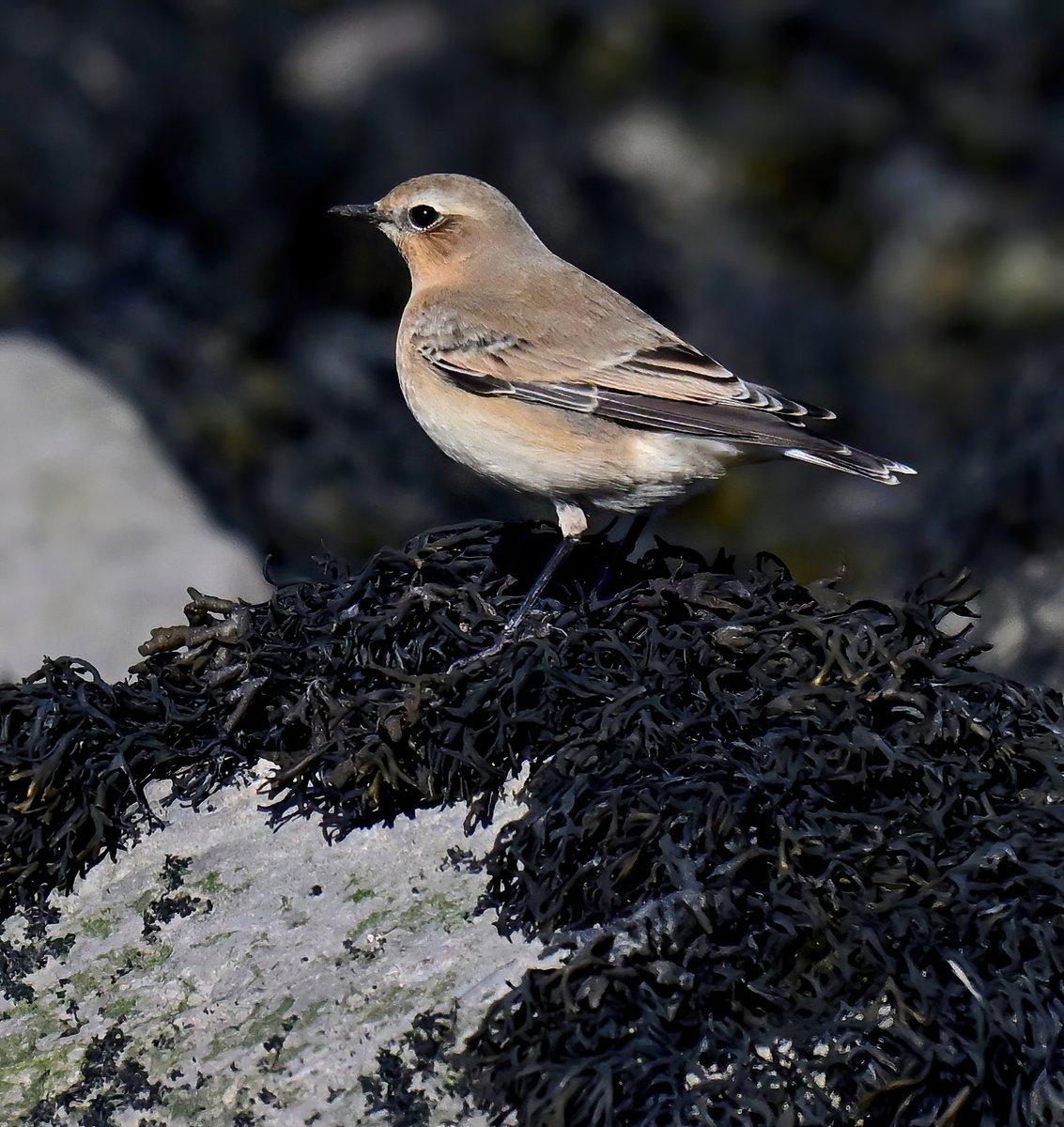 A migrant Wheatear on a seaweed covered rock. 😍
 Taken last weekend at the Huntspill seawall in Somerset. 😊🐦