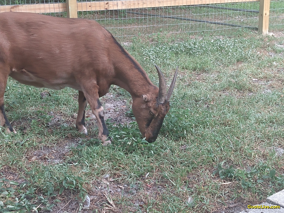 Violet grazes for her favorite weeds among the  blades of grass. Goat's don't generally eat grass.
バイオレットは草の葉の間でお気に入りの雑草をついばんでいます。ヤギは一般的に草を食べません。
#ヤギ #goats