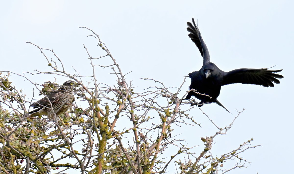A Sparrowhawk about to be chased off by a Carrion Crow! 😁
 The bird of prey turned up interested in the flock of Starlings I had been photographing, but the crow was having none of it! 😅
 Taken this weekend at the Huntspill seawall in Somerset. 😊🐦