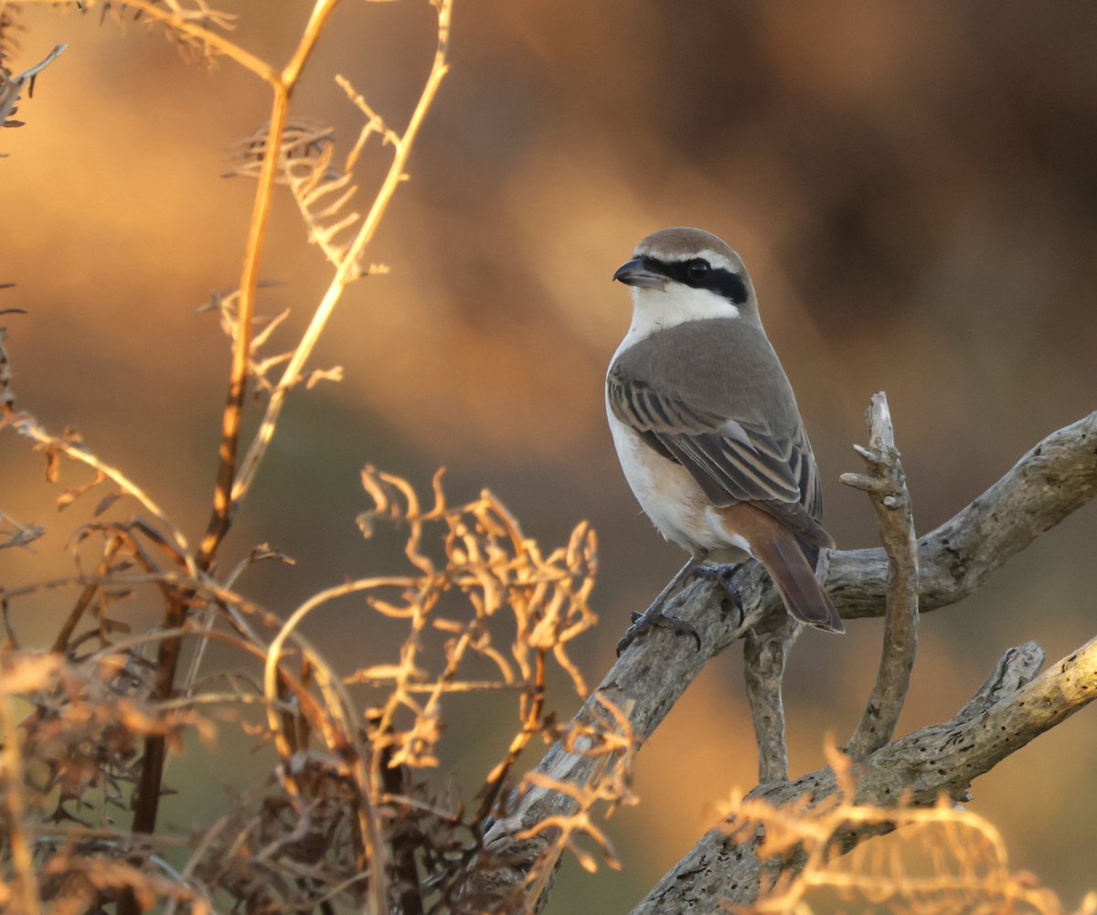 The Turkestan strike didn't disappoint today at Dunwich