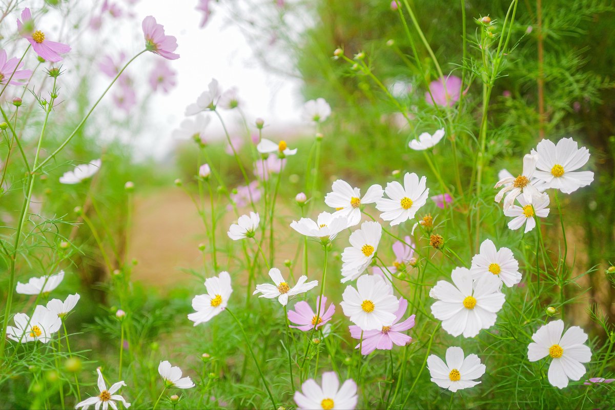rog_flow's tweet image. おはようございます