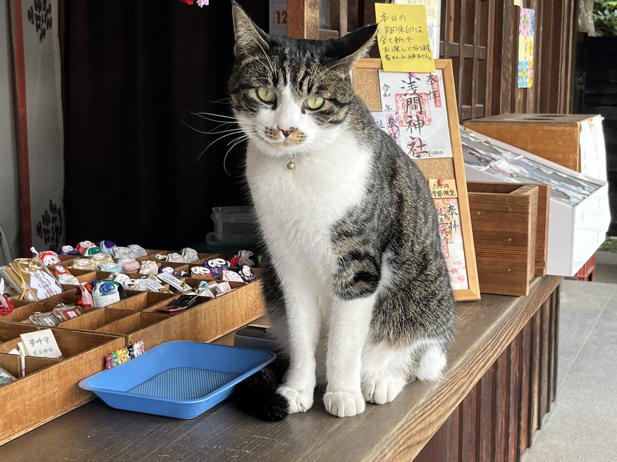 GTHabMEm1576PaW's tweet image. おはようございます

埼玉県行田市 #前玉神社

埼玉県名発祥の神社

#埼玉 #行田 #神社仏閣 #絵馬 #猫
2025.10.3