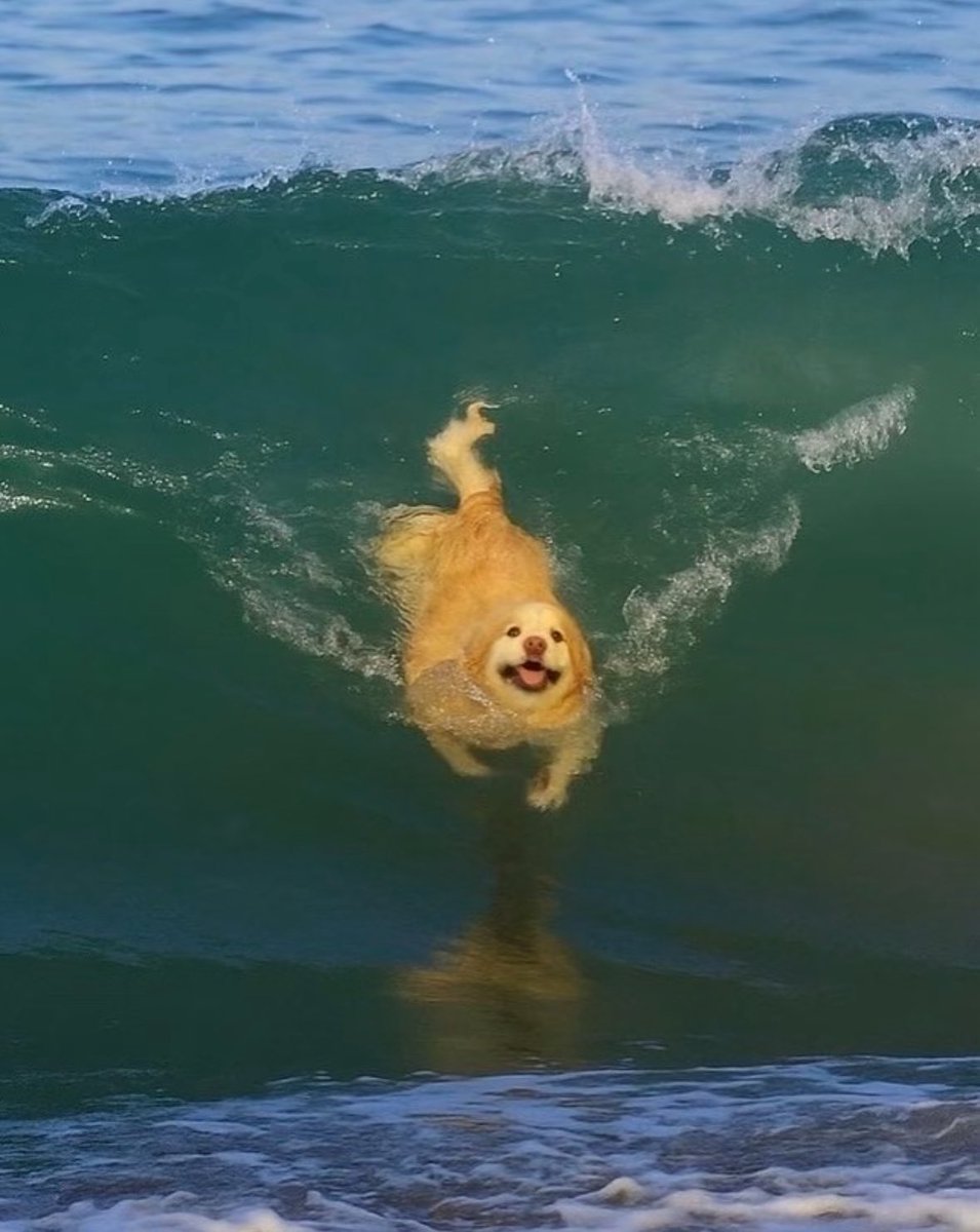 not__dog__'s tweet image. "Wonder is the feeling of a philosopher, and philosophy begins in wonder."