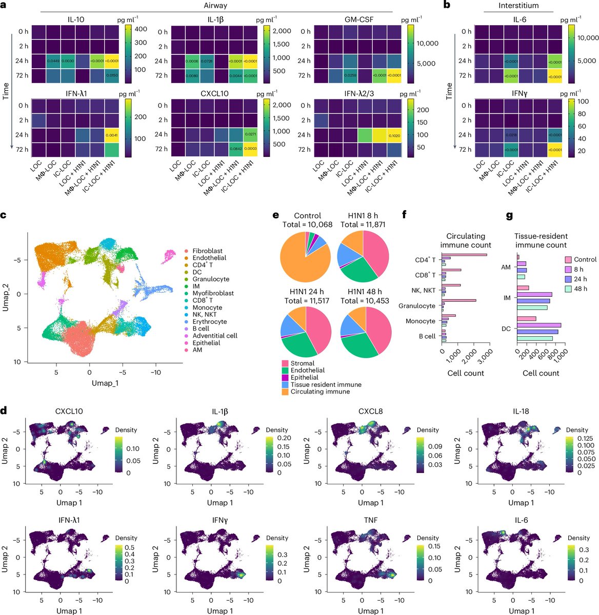 Dr_ASingh's tweet image. Cytokine Storm: Full immunocompetency in a Lung-on-a-Chip (IC-LOC) results in a broad spectrum increase in cytokines & other inflammatory proteins with a damaging impact on lung tissue. You don't see it w/ LOC or Macrophage-LOC. 
Read our new work @natBME. nature.com/articles/s4155…