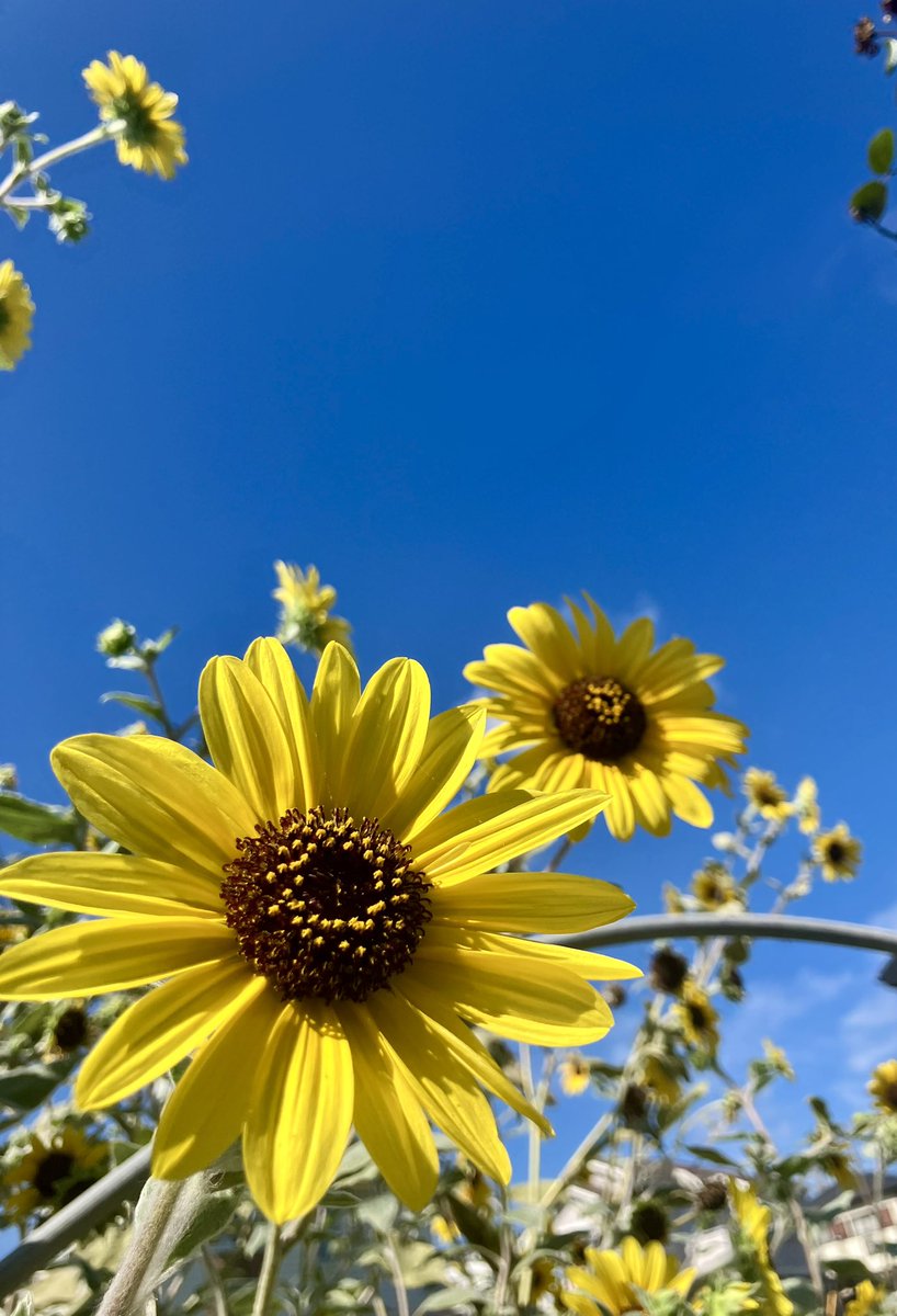 広げた地図が切れていても
見つけられる。

理不尽な絶望も君となら
乗り越えてきた。

新しい道しるべ
ありきたりでいい。

誰でも無い自分を選んでくれた。

って？言わないし
詩的な呟きだよ

ただそれだけな…。🪽✨

いらいらしてるのに
何でこんな風に頭バグったw
ゆっくり出来たらやろっかな？