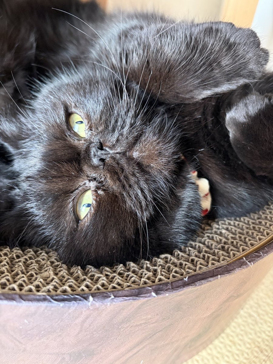 甘えん坊エキゾのうに (@uni2018223) / Posts / X