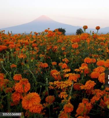 Para esta cuenta octubre es una extensión de noviembre, asi que ya iniciamos temporada de día de muertos, comper...
