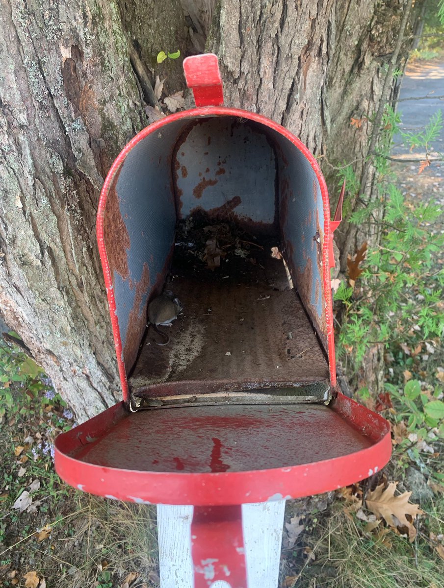 Good thing that Canada Post is on strike because the mice have decided my mailbox is the perfect site for their nesting. 🥴😂😊 #MiceNotOnStrike