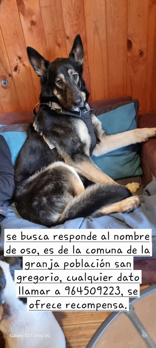 SOS Animales (@sos_animales) on Twitter photo ##URGENTE #SeBusca a Oso perdido desde #LaGranja <a href="/biobio/">BioBioChile</a> <a href="/carolinapinoc/">Caro 🌲 C.</a> <a href="/Fundacion_CIMA/">Fundación C.I.M.A. Chile</a> <a href="/mascotalerta/">Fundación MASCOTALERTA</a> <a href="/PerrosPlazaHuem/">Perras Tuiteras🐾 Barrio Franklin 🇨🇱🐶🐱</a> <a href="/kattykowaleczko/">Katty Kowaleczko</a> <a href="/KarendTV/">Karen Doggenweiler L</a> <a href="/colmevetchile/">Colegio Médico Veterinario de Chile</a> <a href="/tv_mauricio/">Mauricio Bustamante</a> <a href="/PublimetroChile/">Publimetro</a> <a href="/zabaletachile/">Jorge Zabaleta</a> <a href="/StefanKramerS/">Stefan Kramer</a> <a href="/chvnoticias/">CHV Noticias</a> ##URGENTE #SeBusca a Oso perdido desde #LaGranja <a href="/biobio/">BioBioChile</a> <a href="/carolinapinoc/">Caro 🌲 C.</a> <a href="/Fundacion_CIMA/">Fundación C.I.M.A. Chile</a> <a href="/mascotalerta/">Fundación MASCOTALERTA</a> <a href="/PerrosPlazaHuem/">Perras Tuiteras🐾 Barrio Franklin 🇨🇱🐶🐱</a> <a href="/kattykowaleczko/">Katty Kowaleczko</a> <a href="/KarendTV/">Karen Doggenweiler L</a> <a href="/colmevetchile/">Colegio Médico Veterinario de Chile</a> <a href="/tv_mauricio/">Mauricio Bustamante</a> <a href="/PublimetroChile/">Publimetro</a> <a href="/zabaletachile/">Jorge Zabaleta</a> <a href="/StefanKramerS/">Stefan Kramer</a> <a href="/chvnoticias/">CHV Noticias</a>