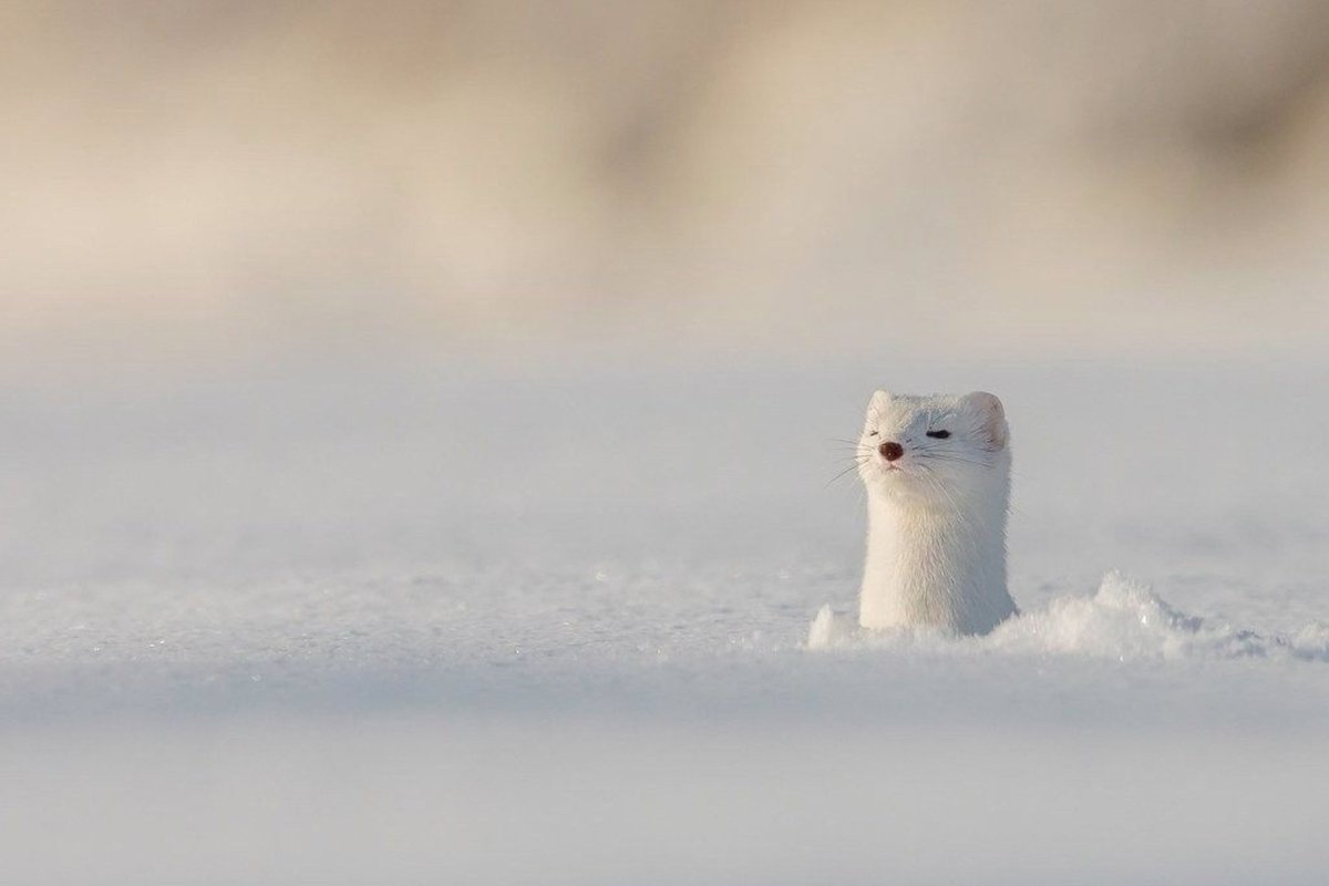 Random2733's tweet image. idk