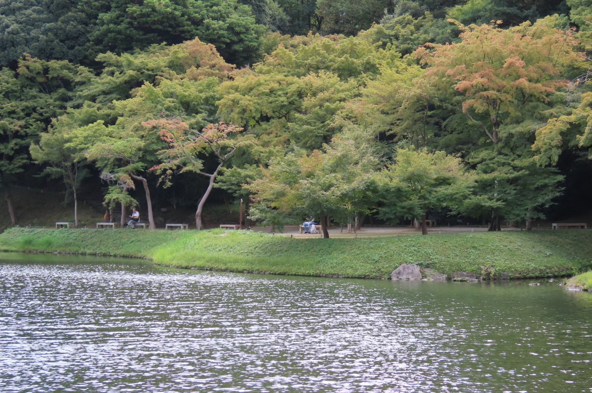 KorakuenGarden's tweet image. いよいよ今週金曜日から夜間特別開園
#秋の夜長の小石川後楽園2025 が始まります。
小石川後楽園の顔ともいえる一つ松ですが、昼間とライトアップの景観の見比べはいかがでしょうか。
園内の木々も色づき始め、秋の深まりを感じます。
#小石川後楽園
#文京区
#日本庭園
#ヤブラン