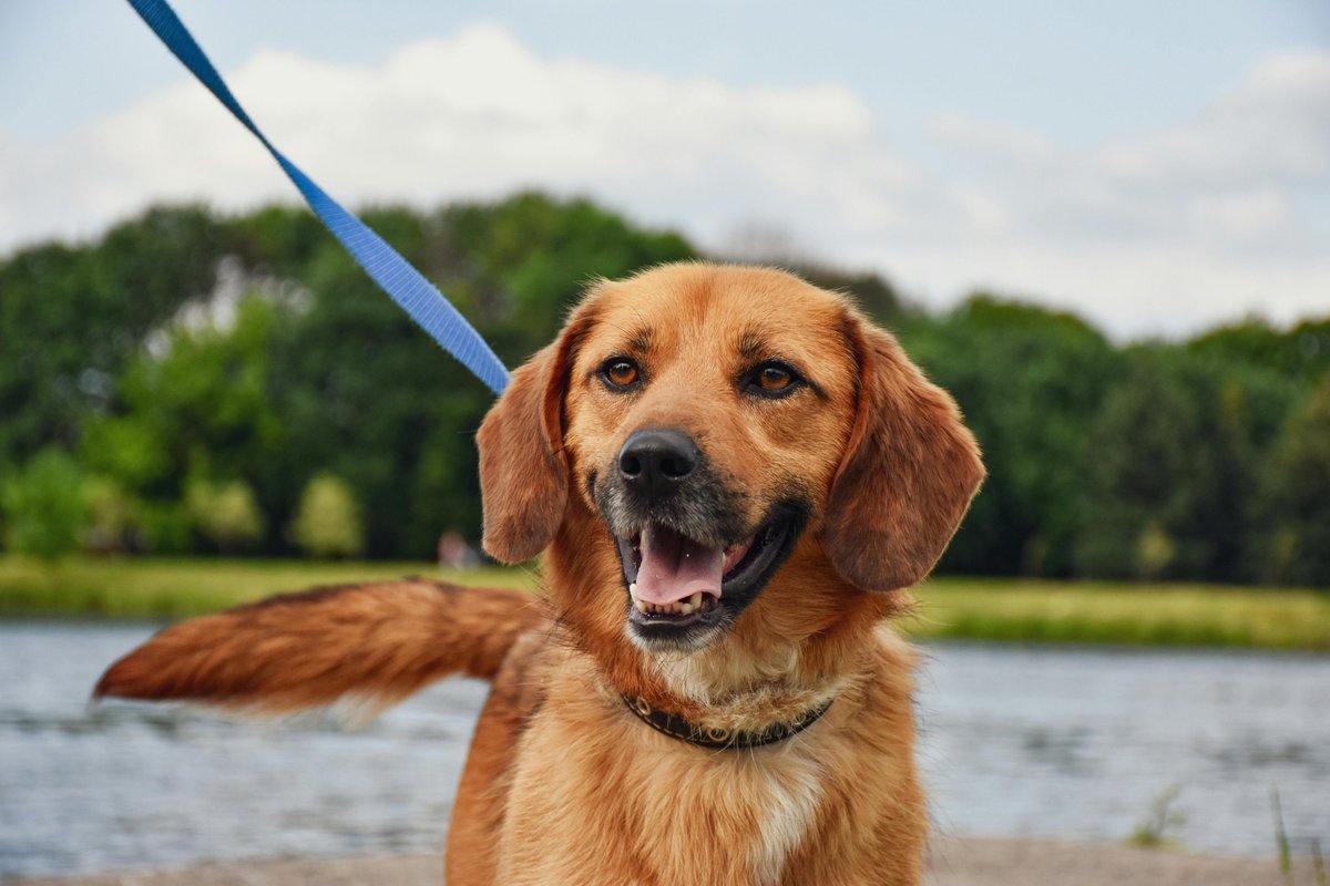 gooddogusaco's tweet image. Add a glow collar or light-up leash for evening walks—it’s safety and spooky runway realness. ✨🦴
GoodDogUSA.com
 #FallDogTips #HalloweenSafety #DogStyle #FunnyDogLife #GlowDog #DogParenting #GoodDogUSA
