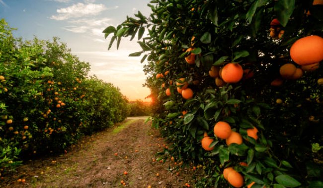 ArthurBenta's tweet image. Orange juice prices have plunged over 54% YTD to $225.10 (-3.43%). As retail demand cools after last year's price hike and improved production, particularly in Brazil, one of the largest orange producers.
$DBA $BRKY $ALCO $LMNR $VEGI $PDBA
