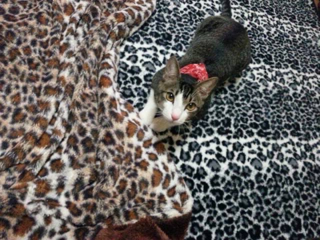 Topaz@Patishie_collier❣️ﾈｺさんが大ｽｷ❣️ on X: 