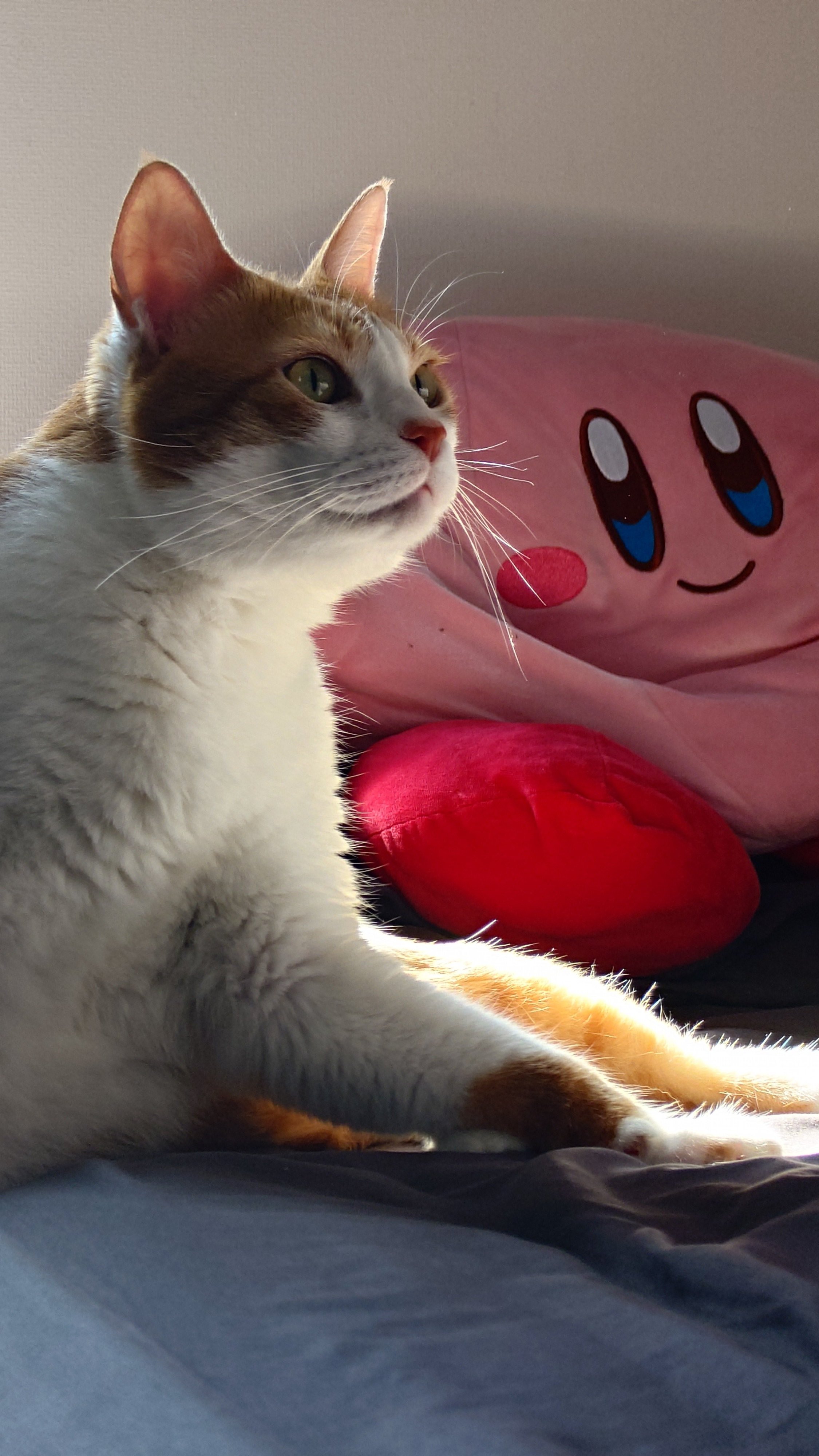 猫の画像 シャムミックス猫さん @tobineko_0 #猫 #cat #シャムミックス