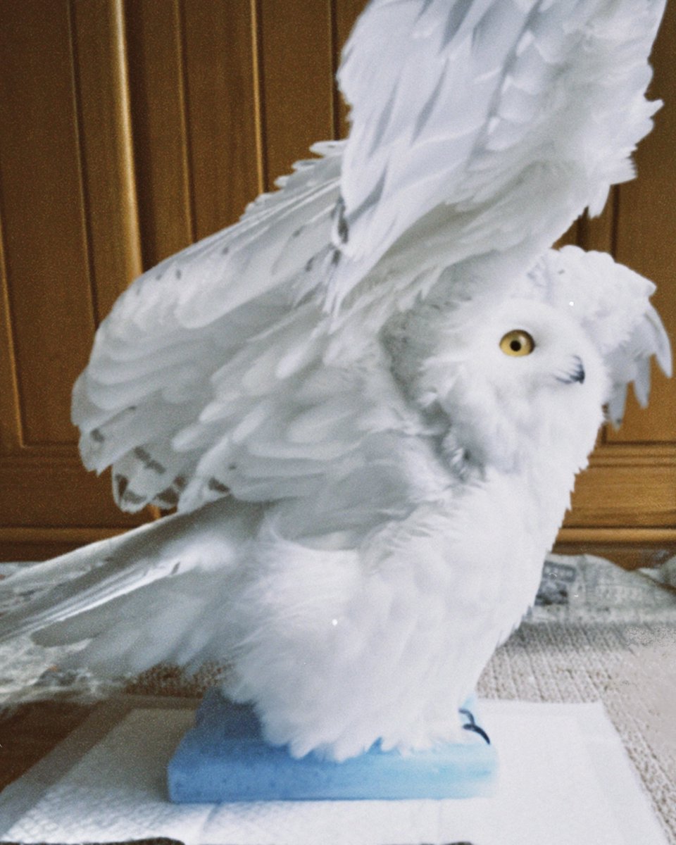 snowyOwl_nive's tweet photo. フィルムカメラアプリで📷
保冷剤もういいかな〜と思っても出すと乗ってくれる☺️ https://t.co/6HG5xnwUM2