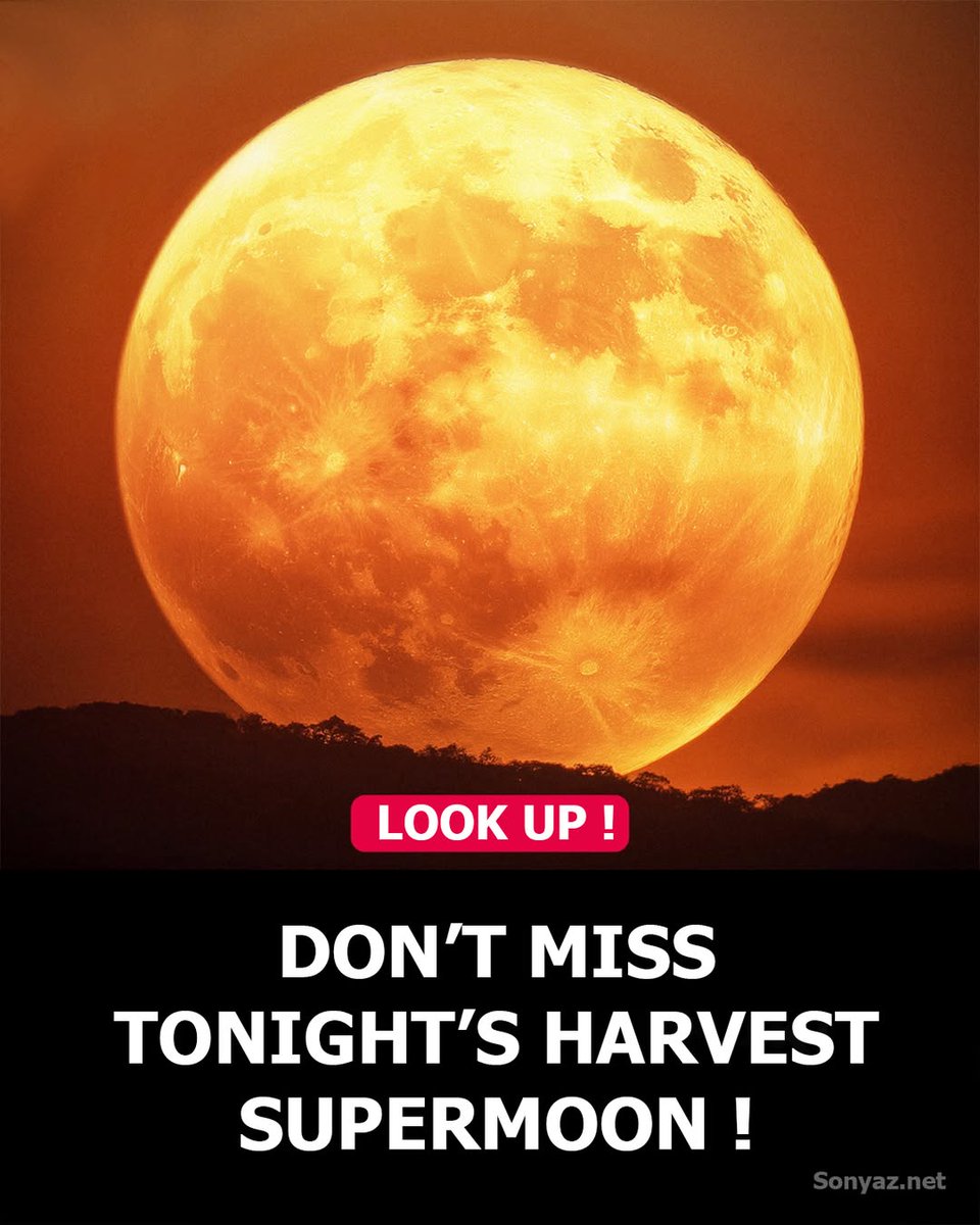 Nature Journal
Tonight’s Harvest Supermoon Lights Up the Sky
Supermoon rises in all its glory, bathing the Earth in golden light. As the Moon reaches its closest approach to our planet, it will appear larger, brighter, and more mesmerizing than any other full Moon this year.