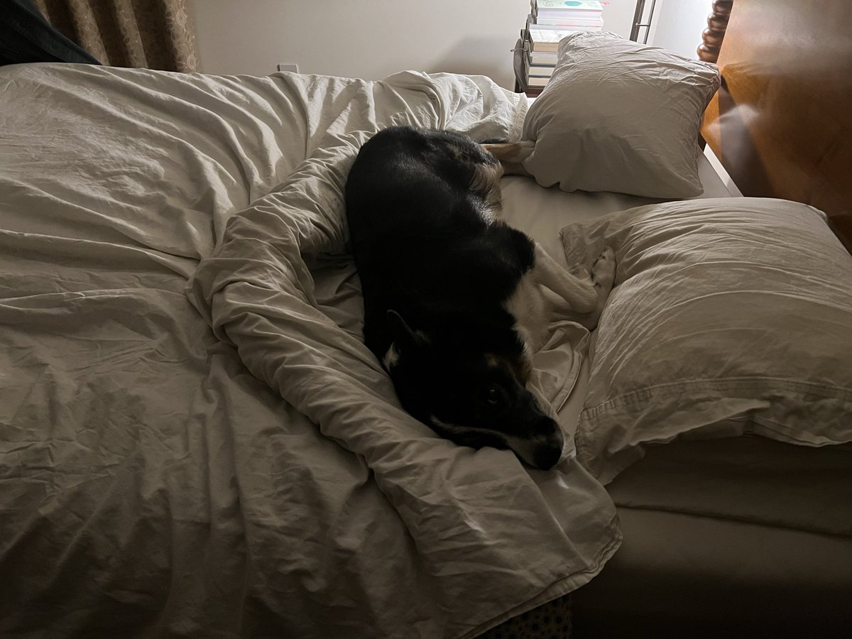 Sadly a long busy Monday. So time to relax—after tonight’s turndown. Enjoy! #dogsoftwitter #twitterdogcommunity #bordercollie