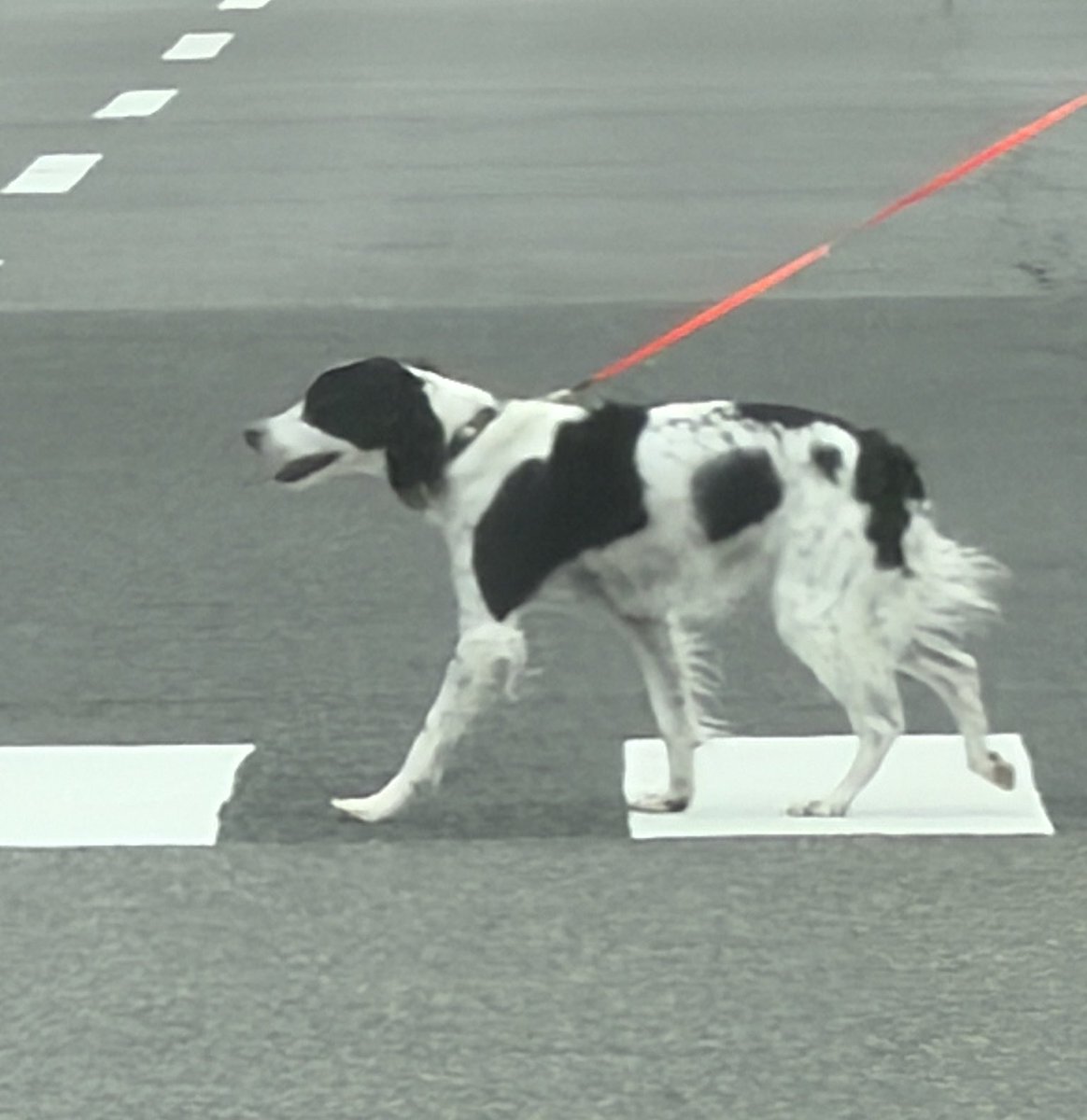 putanchuxx's tweet photo. この犬種なに？
#犬 https://t.co/FKjlLhAG7E